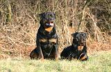 ROTTWEILER 651